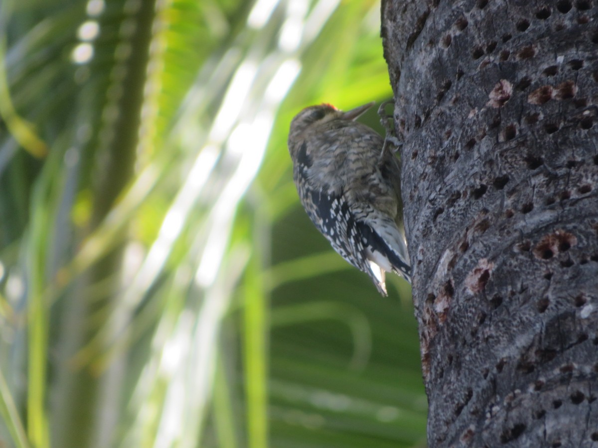 נקר צהוב-בטן - ML645518059