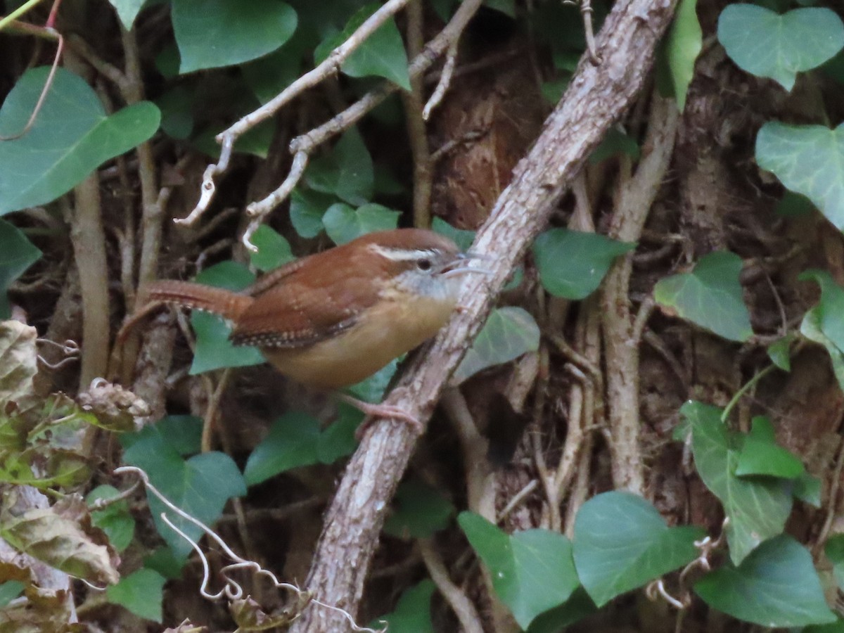 Carolina Wren - ML645518060
