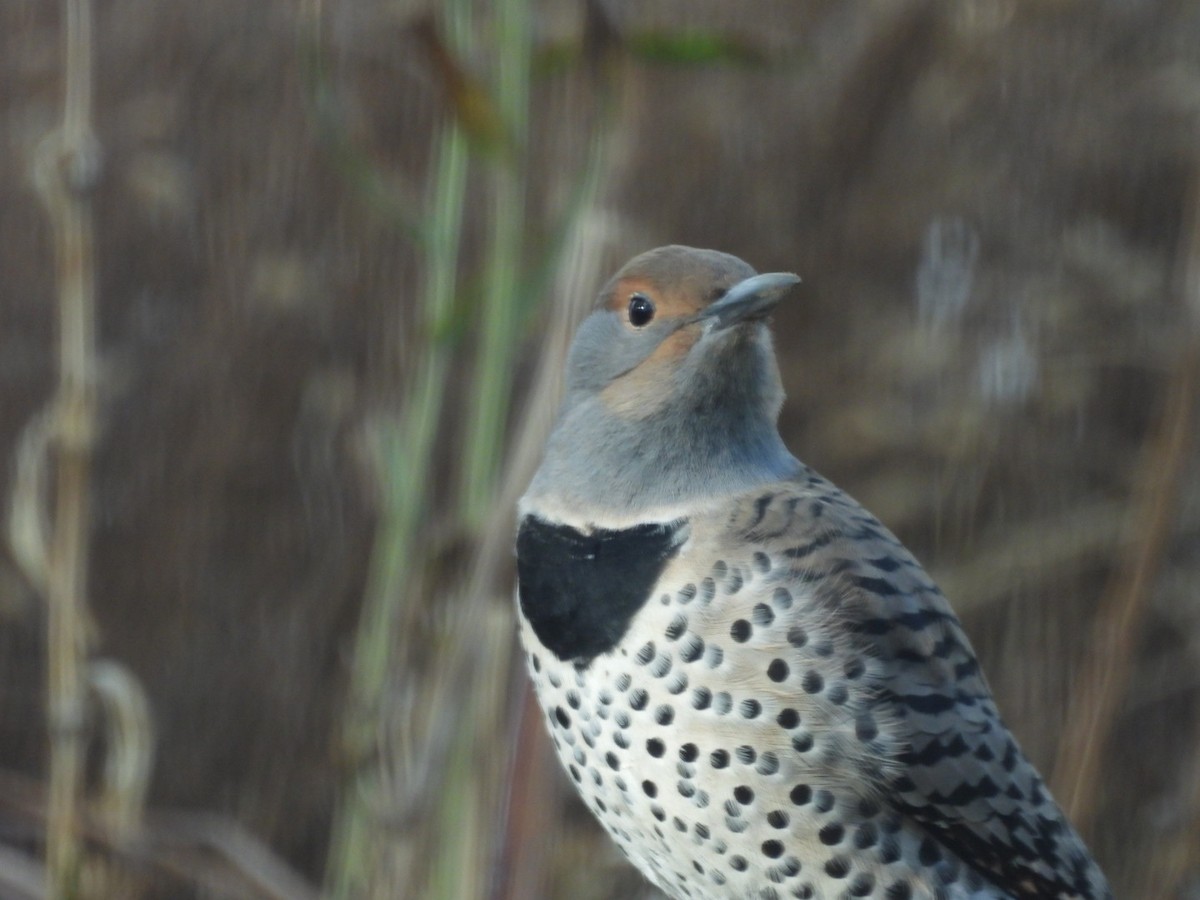 Northern Flicker - ML645518062