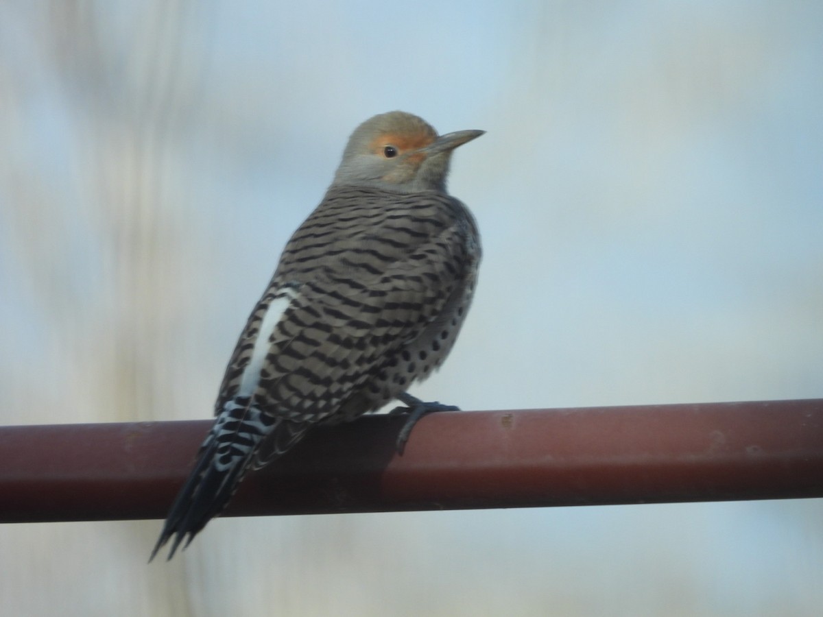 Northern Flicker - ML645518063