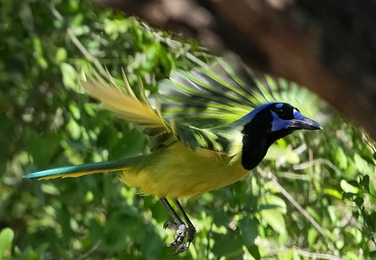 Geai vert - ML645518070