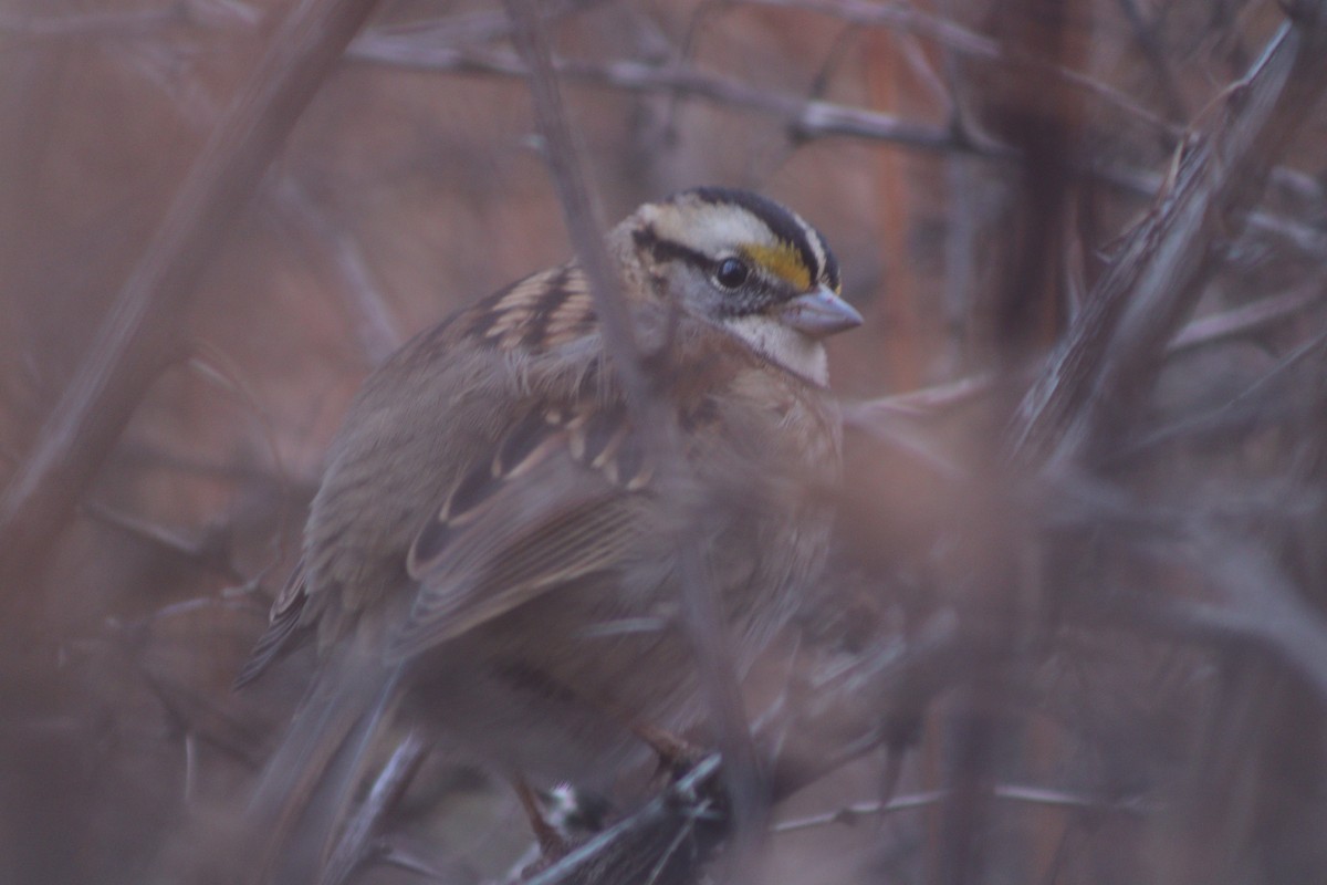 White-throated Sparrow - ML645518072