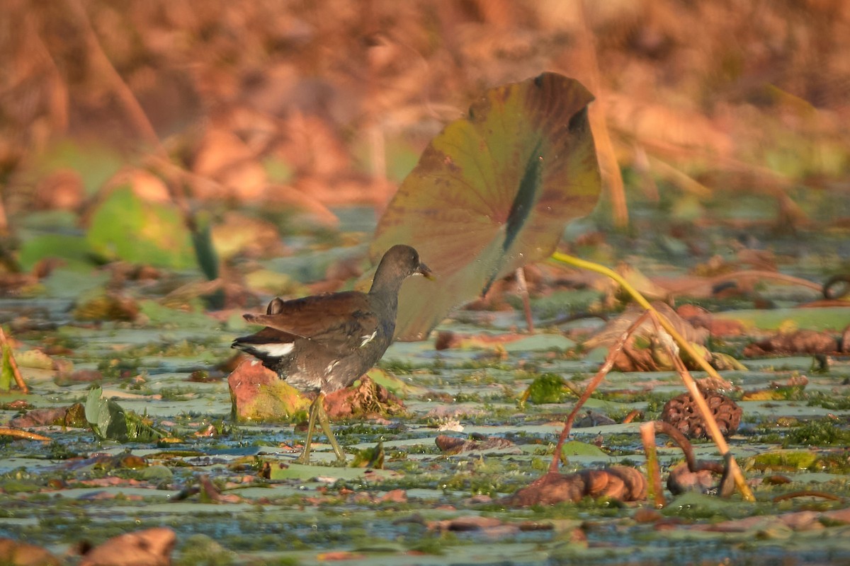 Курочка латиноамериканська - ML645518082