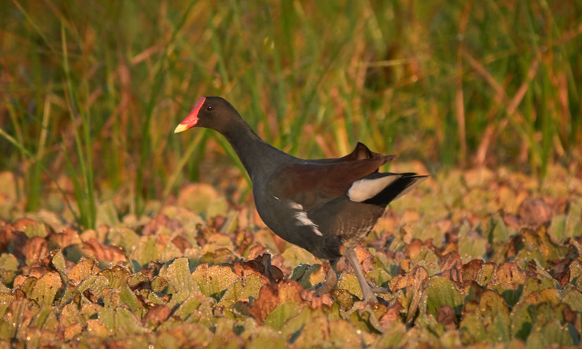 Курочка латиноамериканська - ML645518083