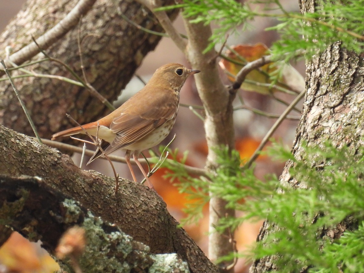 Hermit Thrush - ML645518094