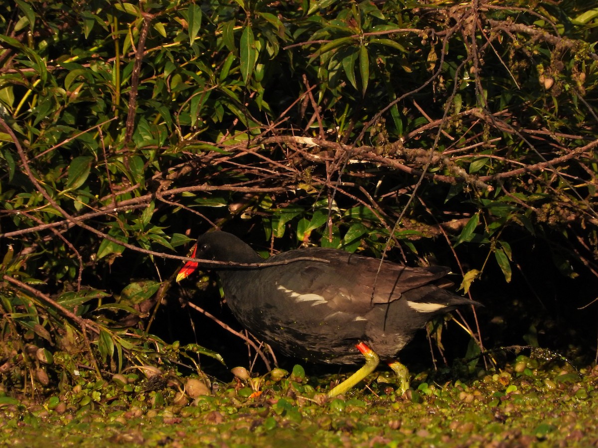 Курочка латиноамериканська - ML645518101