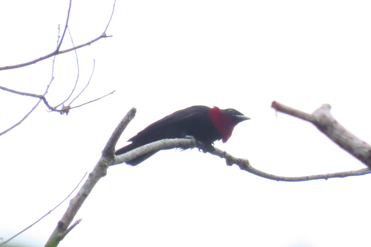 Purple-throated Fruitcrow - ML645518103