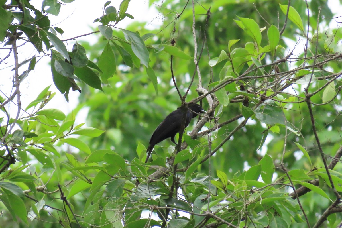 Purple-throated Fruitcrow - ML645518104