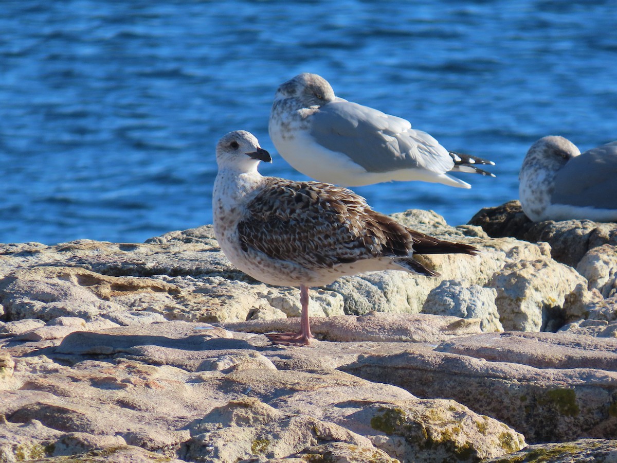 Büyük Kara Sırtlı Martı - ML645518137