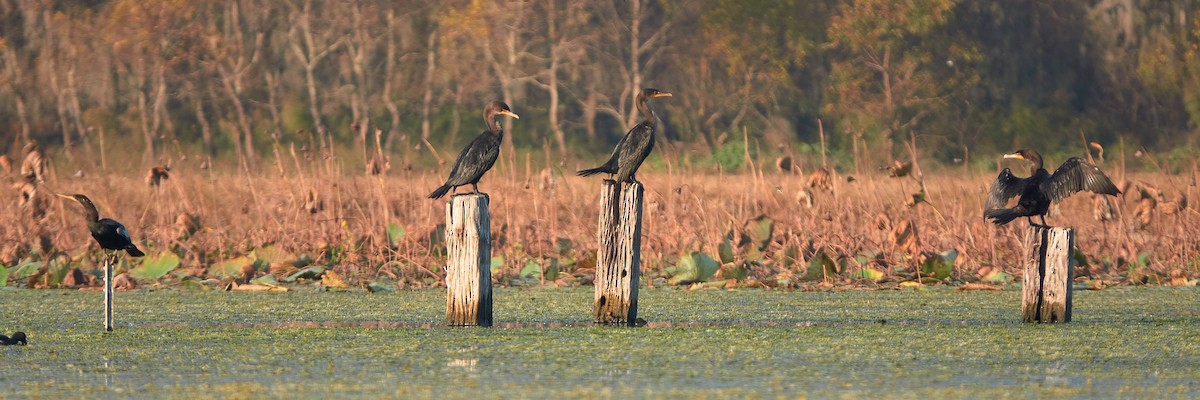 Double-crested Cormorant - ML645518138