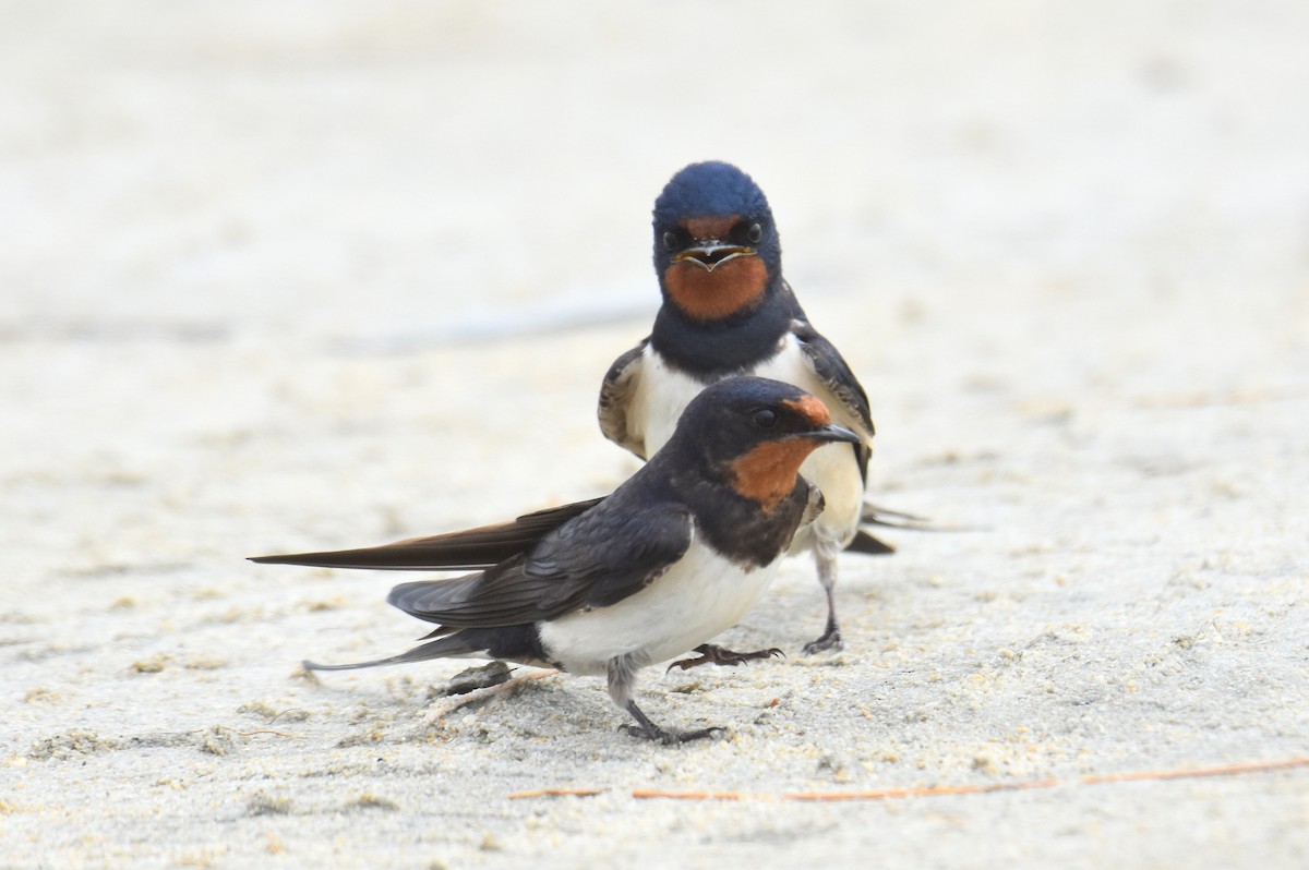 vlaštovka obecná - ML645518139