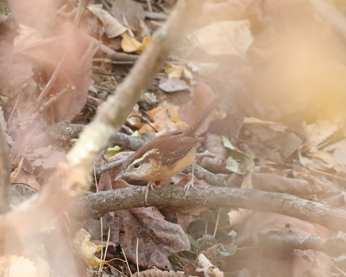 Carolina Wren - ML645518140