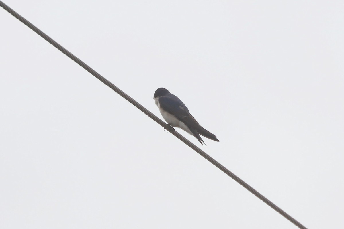 Chilean Swallow - ML645518146