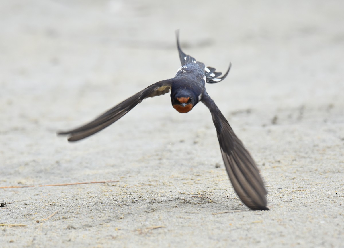 vlaštovka obecná - ML645518152