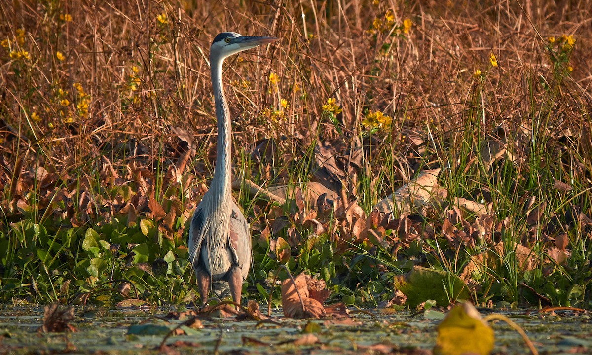 Great Blue Heron - ML645518154