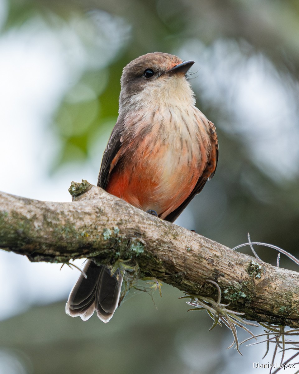 Vermilion Flycatcher - ML645518162