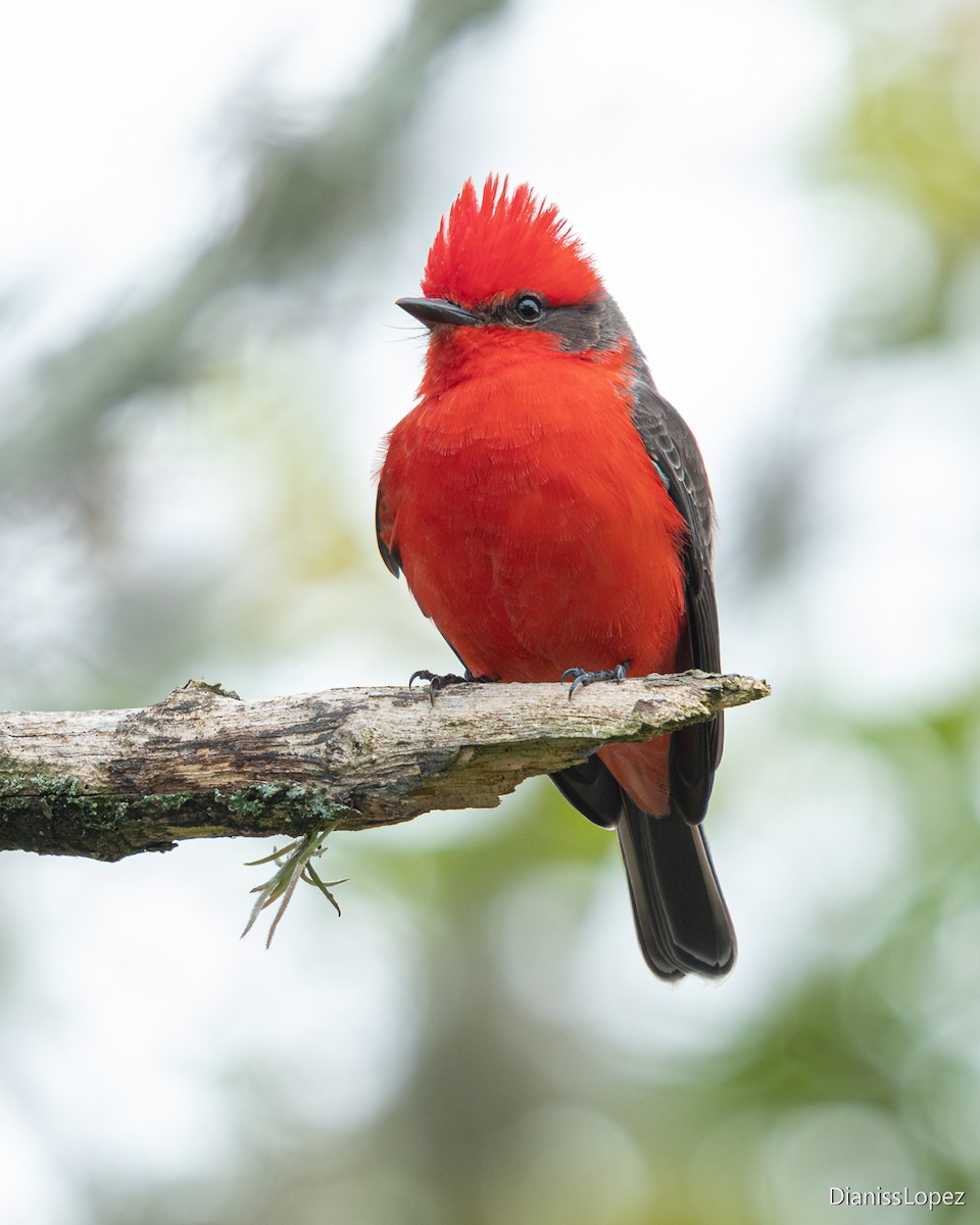 Vermilion Flycatcher - ML645518163