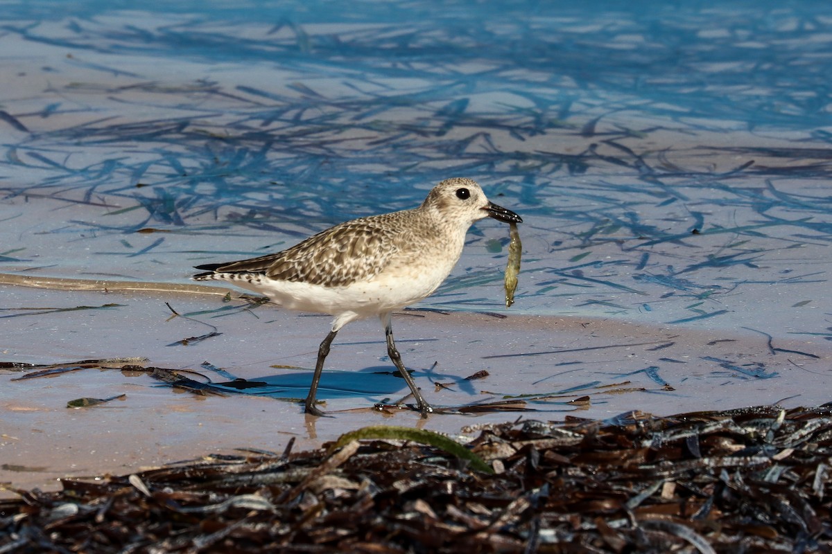Black-bellied Plover - ML645518167