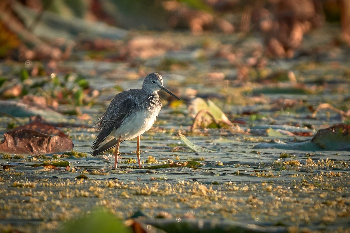 Greater Yellowlegs - ML645518172
