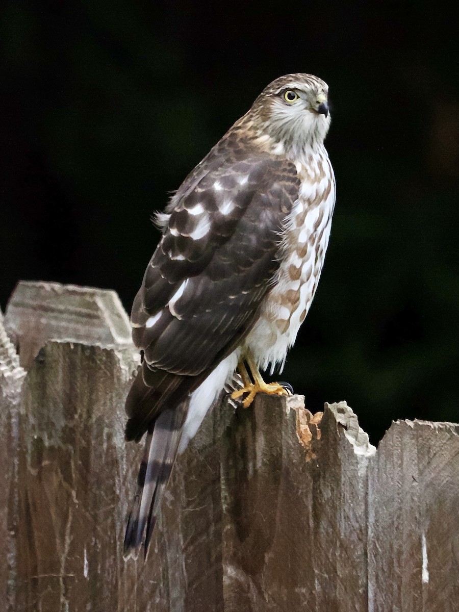Sharp-shinned Hawk - ML645518175