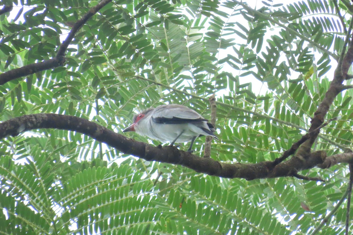 Masked Tityra - ML645518185