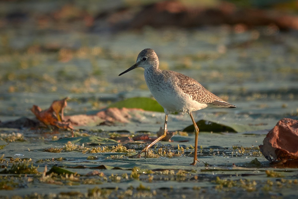 Lesser Yellowlegs - ML645518190