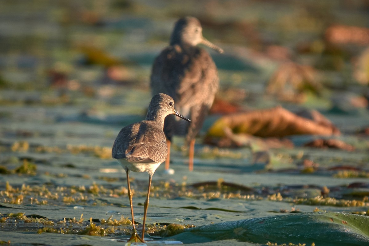 Lesser Yellowlegs - ML645518191