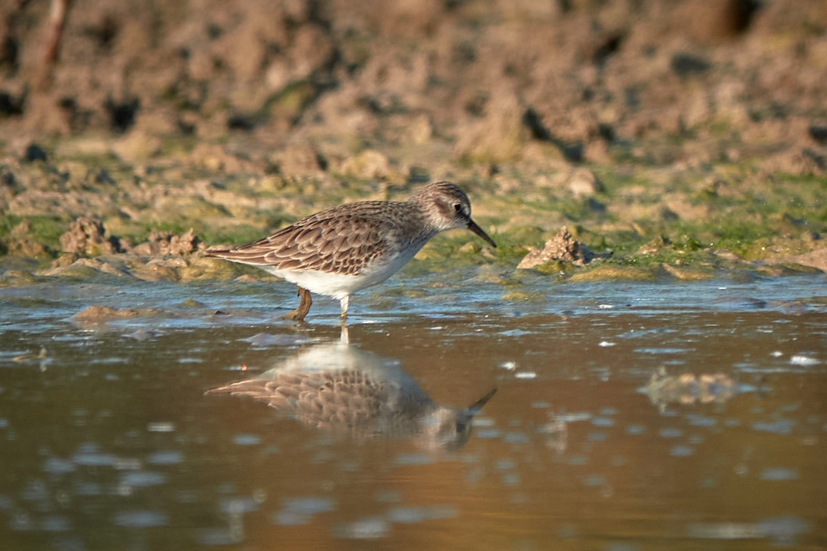 Least Sandpiper - ML645518197