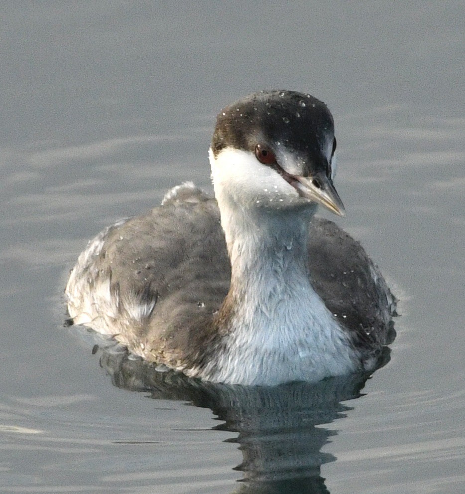 Horned Grebe - ML645518205