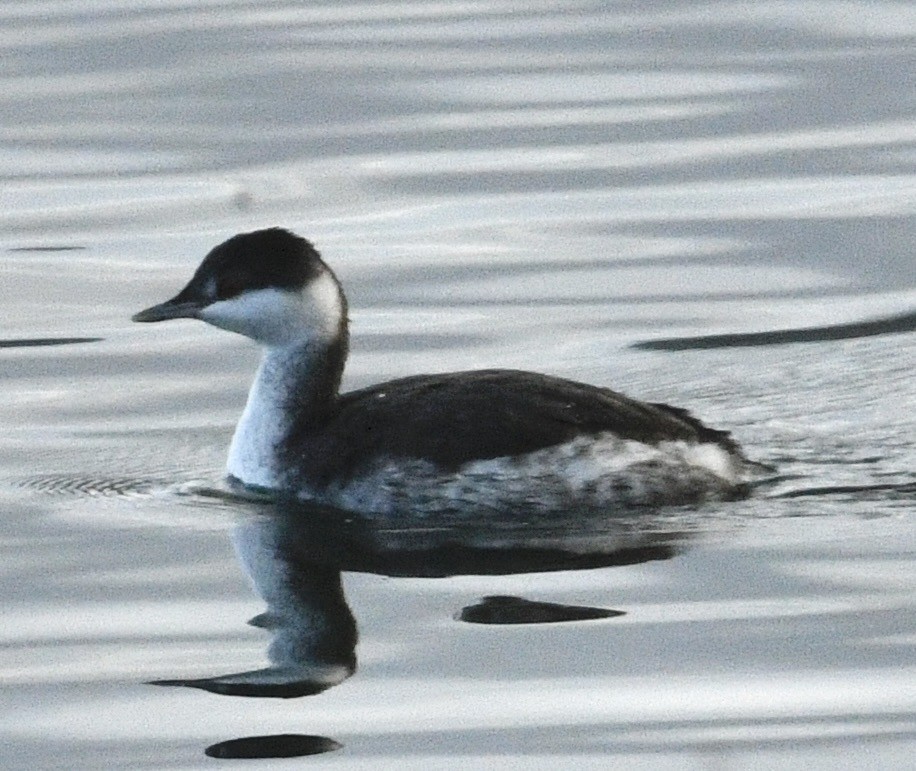 Horned Grebe - ML645518206