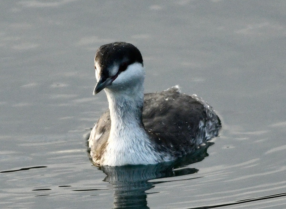 Horned Grebe - ML645518207