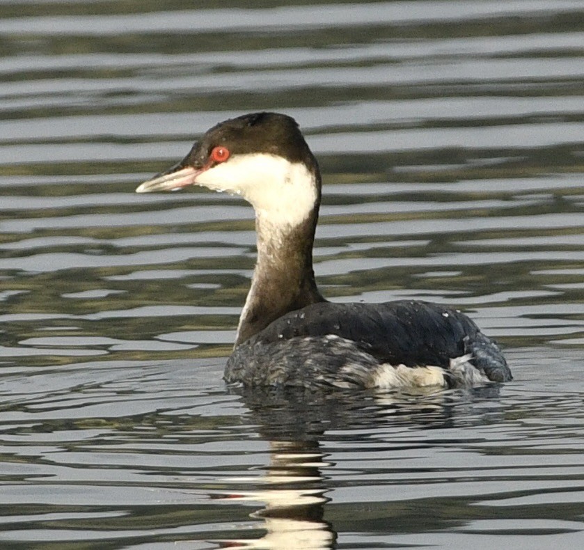 Horned Grebe - ML645518208
