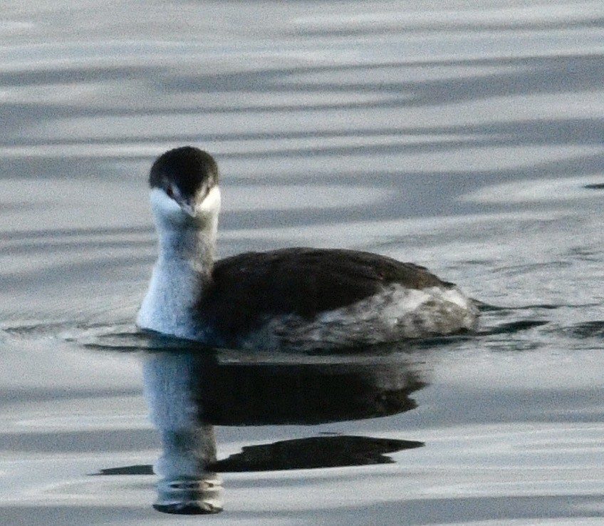 Horned Grebe - ML645518209