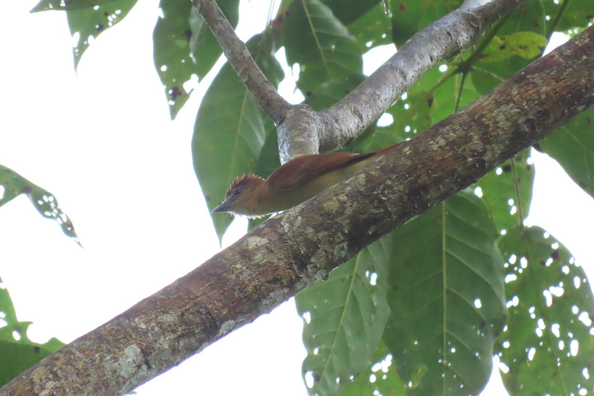 Cinnamon Becard - ML645518211