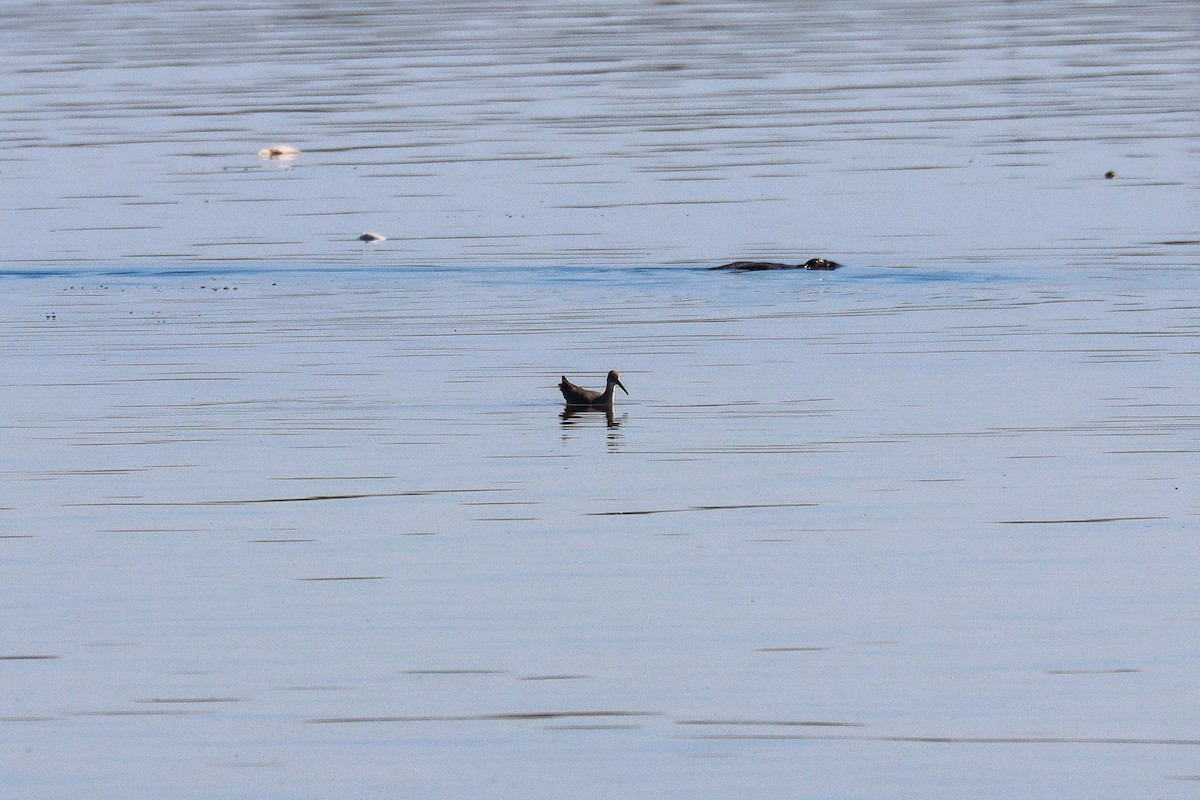 Willet - ML645518221