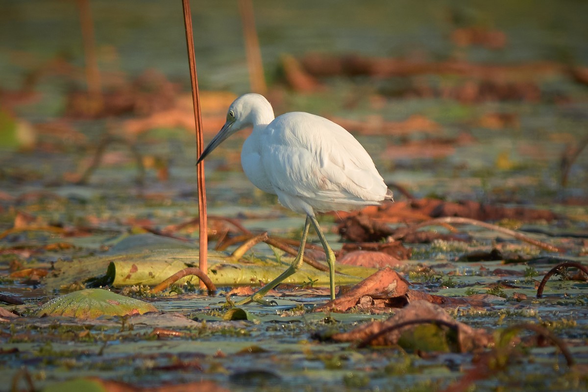 Little Blue Heron - ML645518223