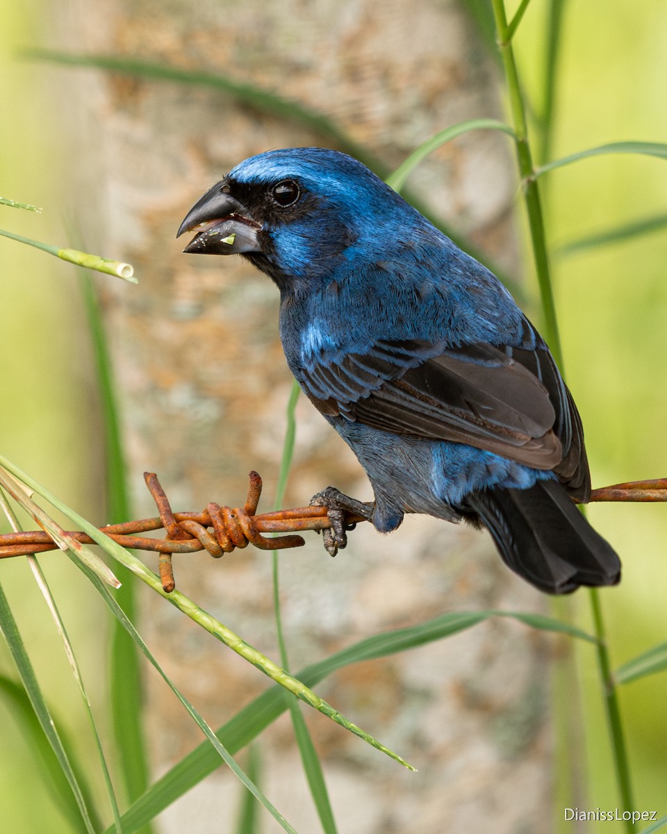 Ultramarine Grosbeak - ML645518226
