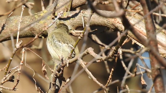 Піві-малюк сизий - ML645518236