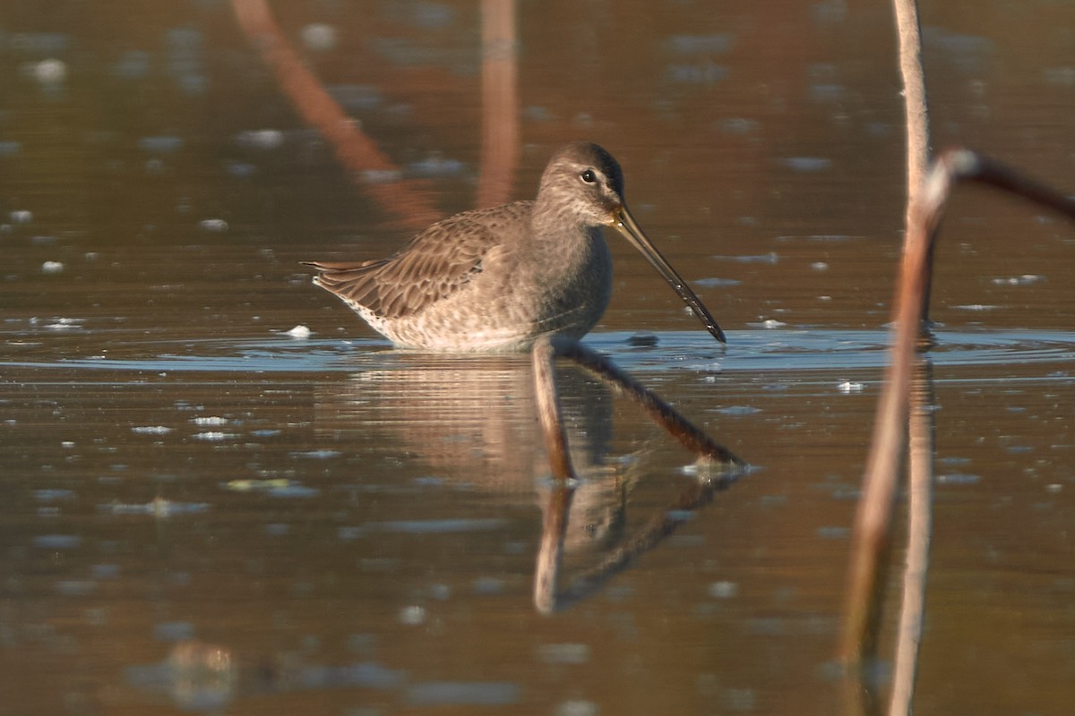 Long-billed Dowitcher - ML645518242