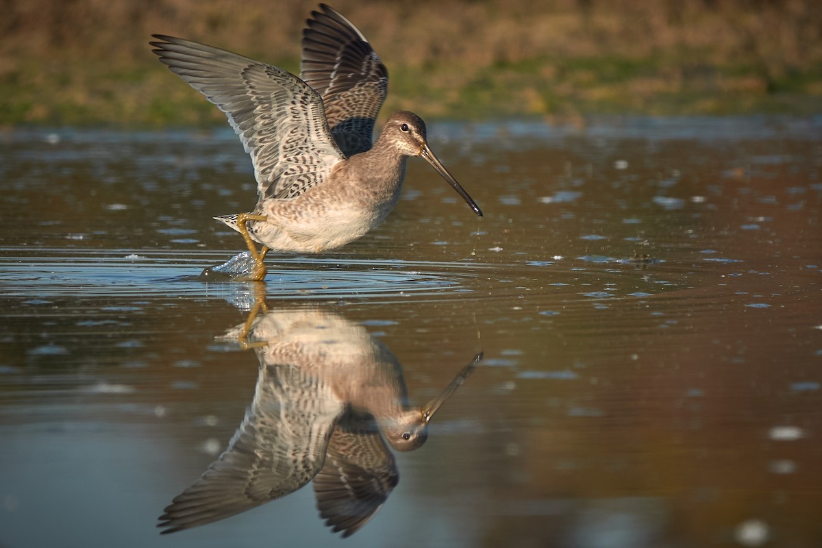 Long-billed Dowitcher - ML645518243