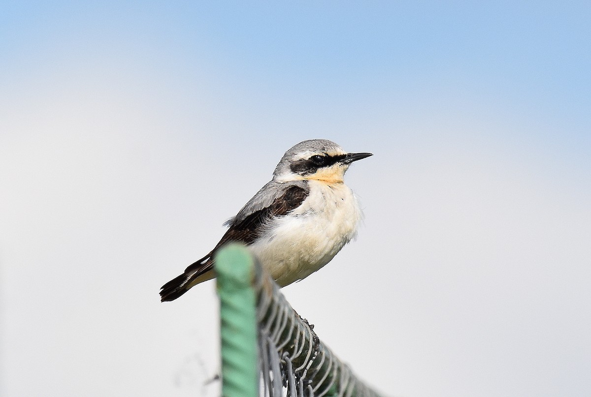 סלעית אירופית - ML645518262