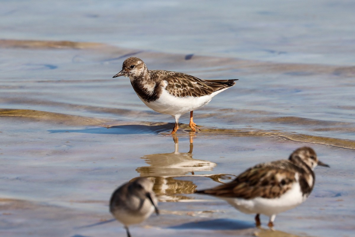 Ruddy Turnstone - ML645518268