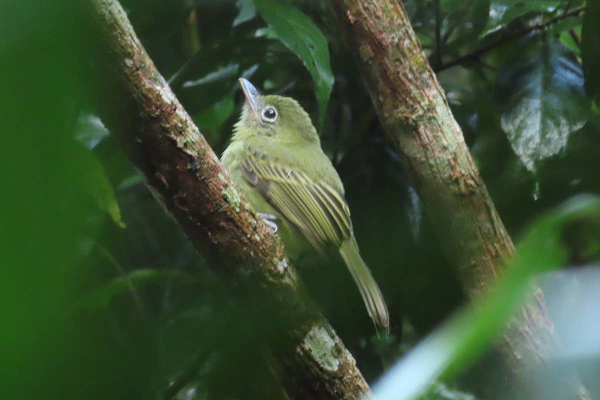 Western Olivaceous Flatbill - ML645518274