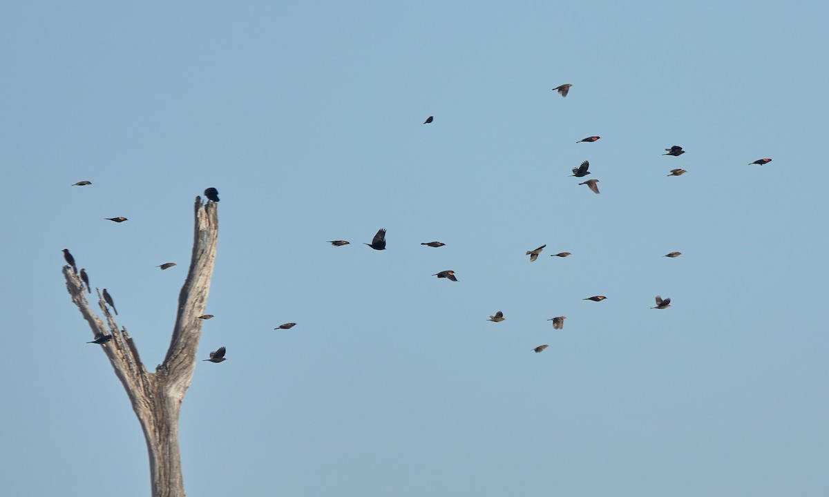 Red-winged Blackbird - ML645518282