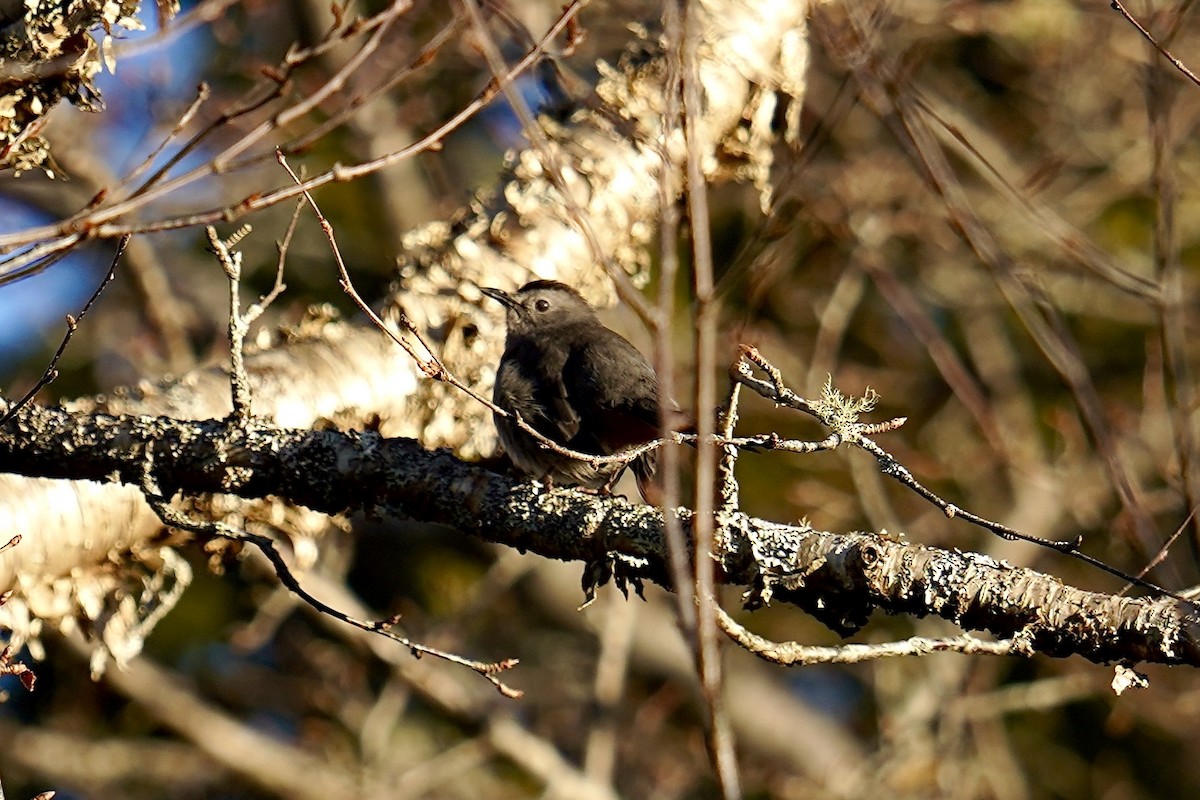 Gray Catbird - ML645518284