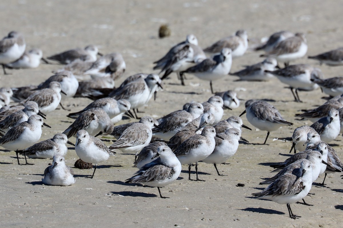 jespák písečný - ML645518288