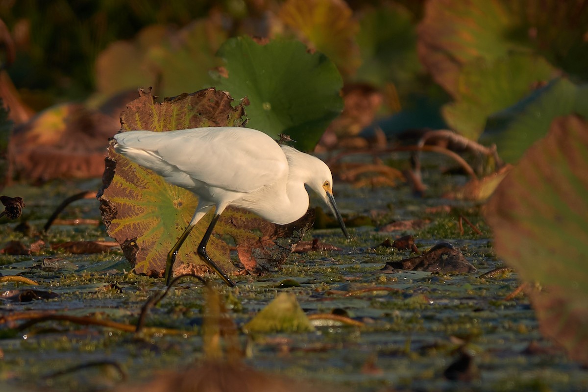 Snowy Egret - ML645518293