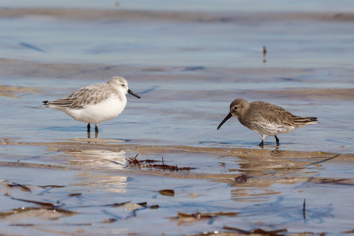 Dunlin - ML645518298