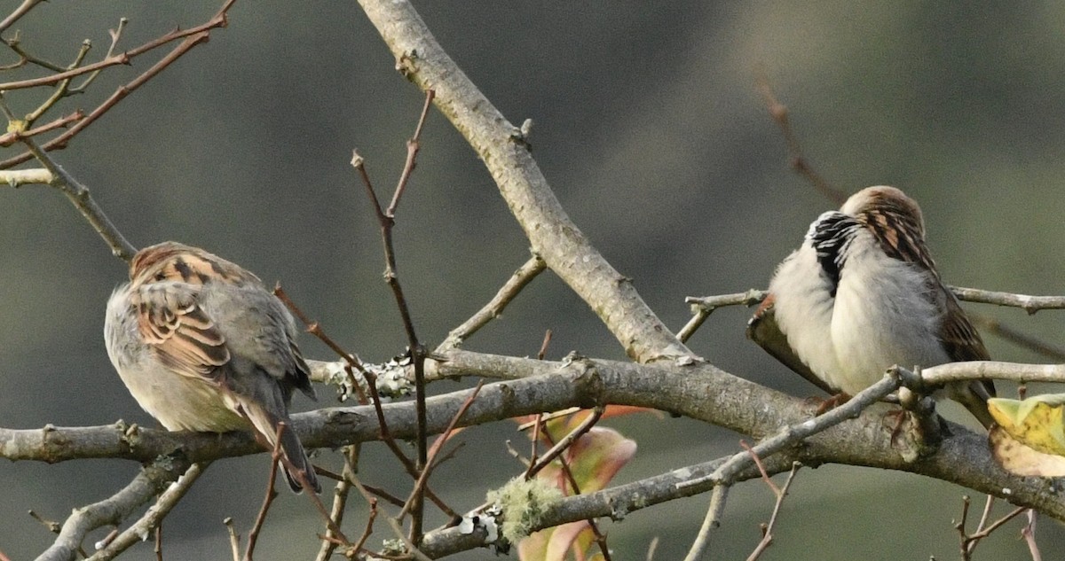 House Sparrow - ML645518299