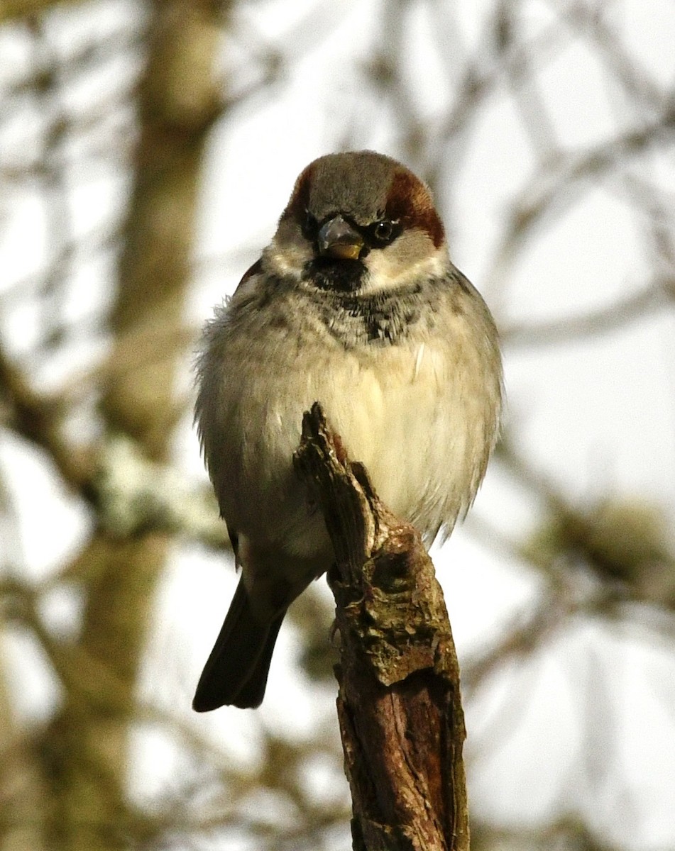 House Sparrow - ML645518300